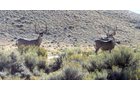 Property photo 9 - 92,312+/- Acres Offered in 14 Tracts